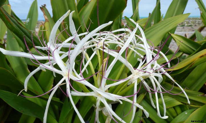 Crinum Lily: How To Safely Grow Spider Lilies