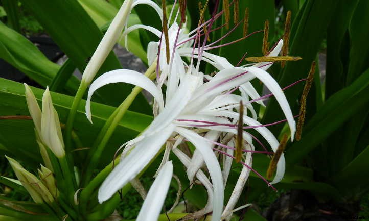 Crinum Lily: How To Safely Grow Spider Lilies