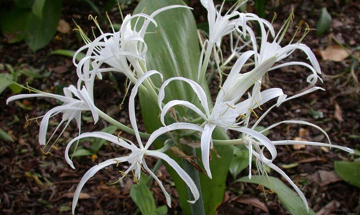 Crinum Lily: How To Safely Grow Spider Lilies