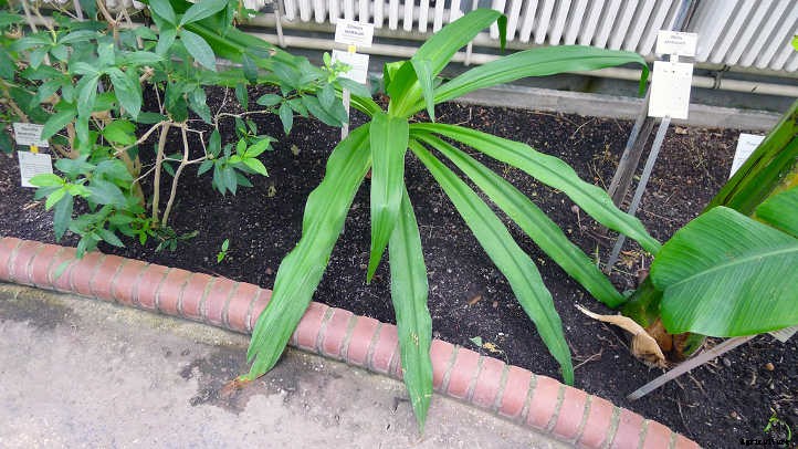 Crinum Lily: How To Safely Grow Spider Lilies