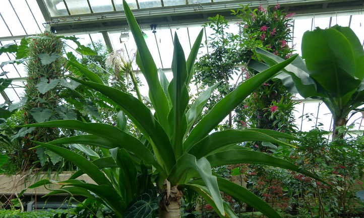 Crinum Lily: How To Safely Grow Spider Lilies