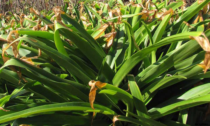 Crinum Lily: How To Safely Grow Spider Lilies