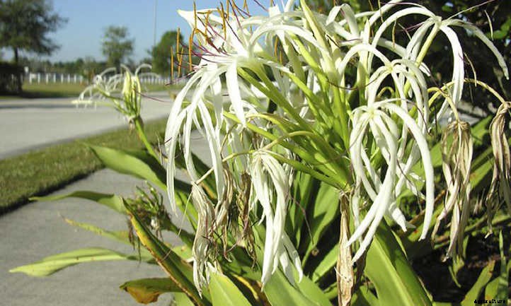 Crinum Lily: How To Safely Grow Spider Lilies