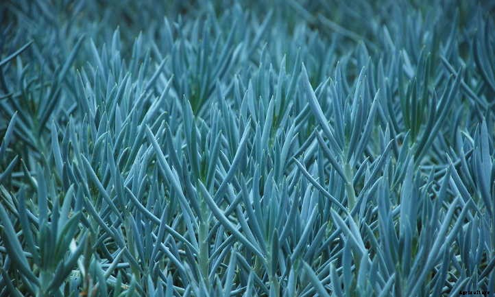 Senecio Serpens: Decorating with Blue Chalksticks