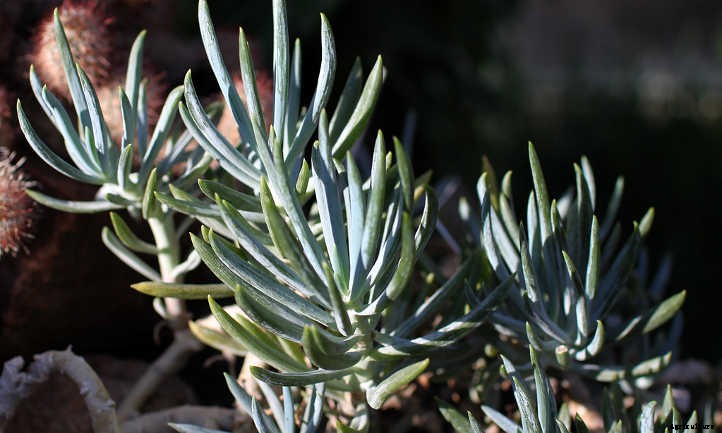 Senecio Serpens: Decorating with Blue Chalksticks