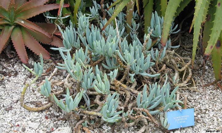 Senecio Serpens: Decorating with Blue Chalksticks