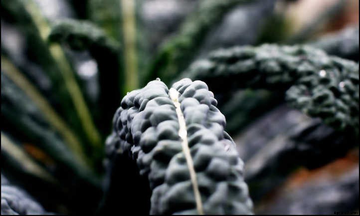 How to Harvest Kale: Cut and Come Again