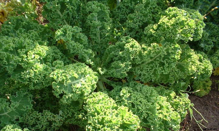 How to Harvest Kale: Cut and Come Again