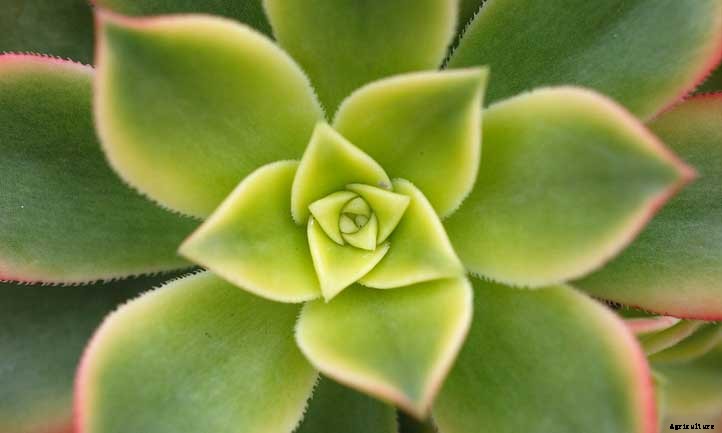 Aeonium Kiwi: How to Grow the Lovely Tricolor