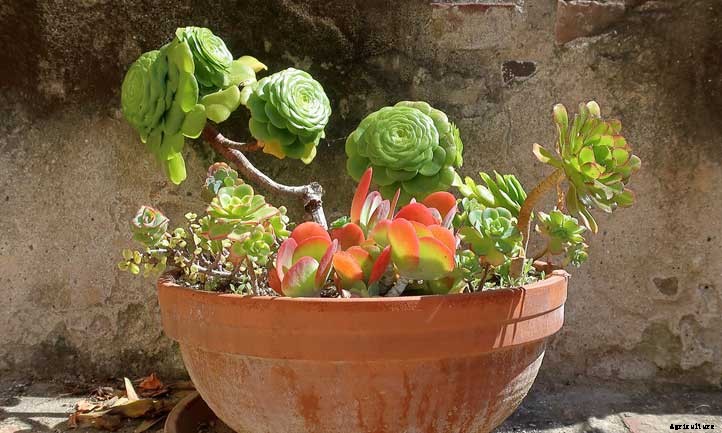 Aeonium Kiwi: How to Grow the Lovely Tricolor