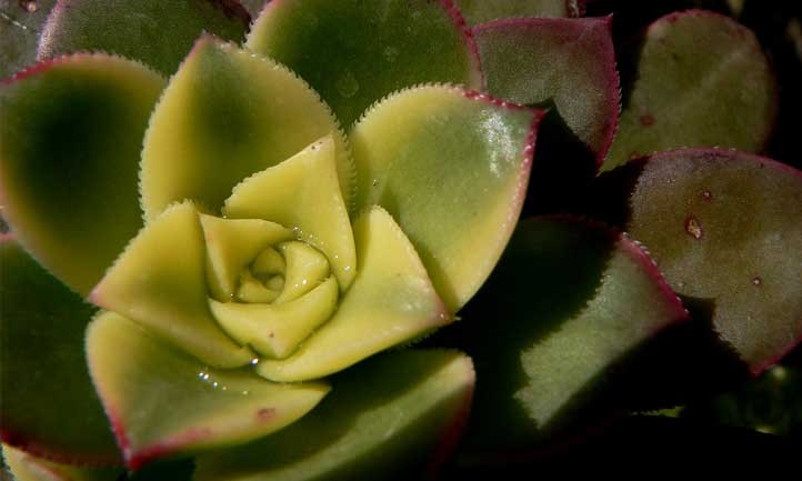 Aeonium Kiwi: How to Grow the Lovely Tricolor