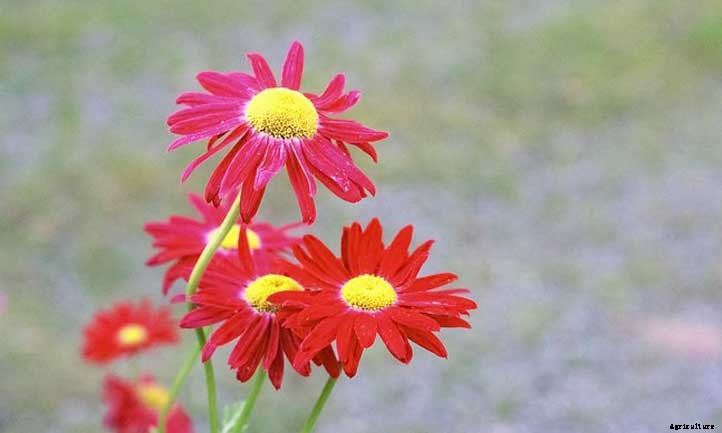 Painted Daisy: Growing An Abundance Of Pyrethrum