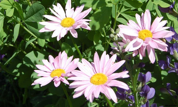Painted Daisy: Growing An Abundance Of Pyrethrum