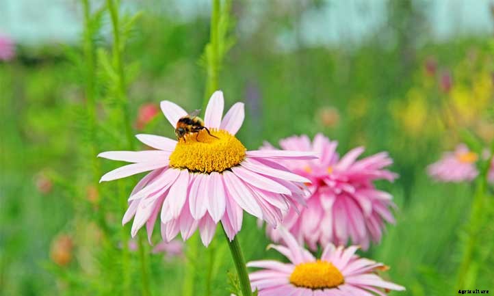 Painted Daisy: Growing An Abundance Of Pyrethrum