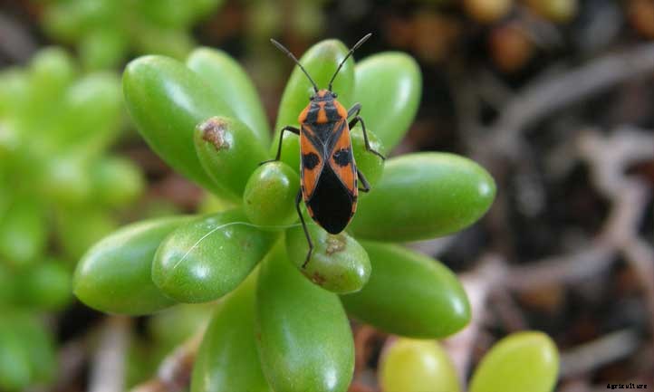 Sedum rubrotinctum: Care for the Lenient Jelly Beans
