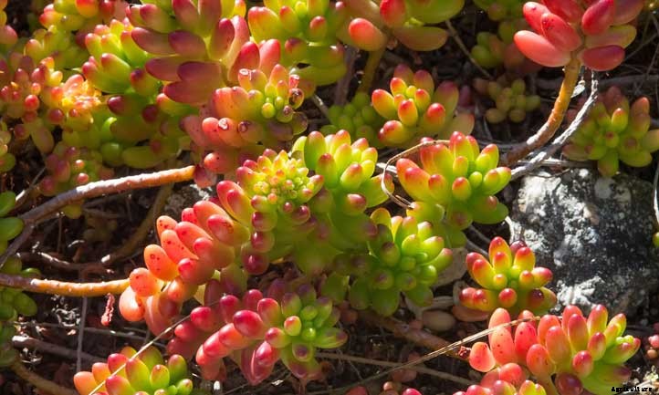 Sedum rubrotinctum: Care for the Lenient Jelly Beans