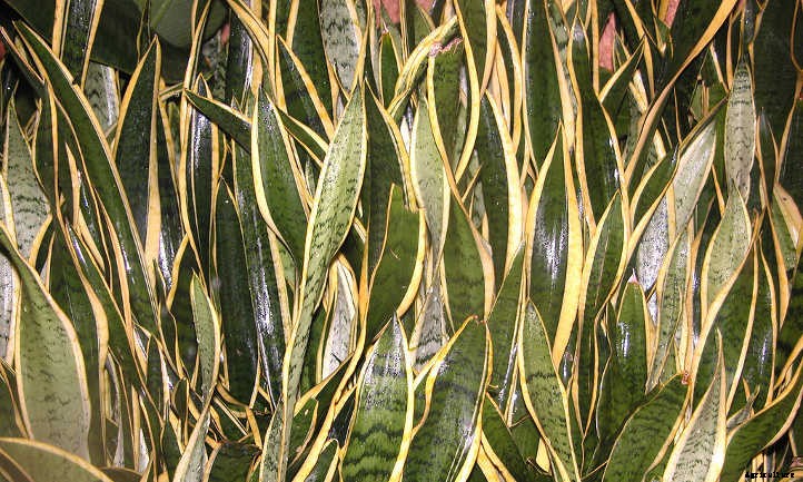 Snake Plant Propagation: Which Method Is Best?