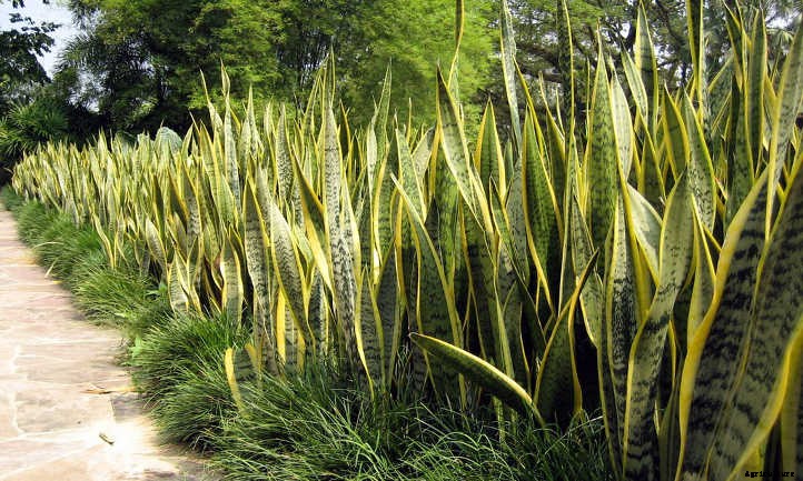 Snake Plant Propagation: Which Method Is Best?