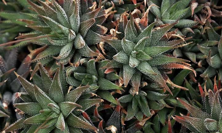 Haworthia Attenuata Care: How to Grow the Zebra Plant