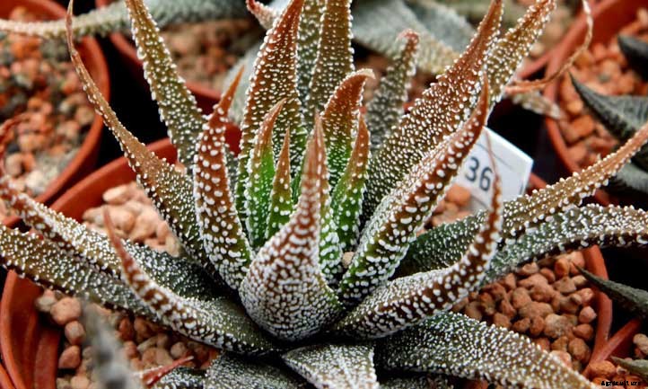 Haworthia Attenuata Care: How to Grow the Zebra Plant
