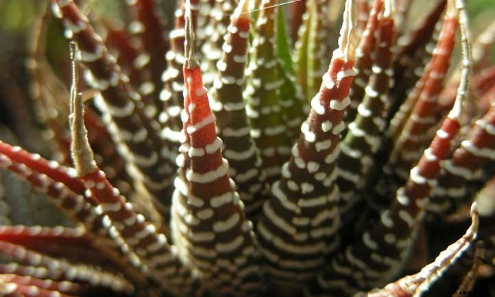Haworthia Attenuata Care: How to Grow the Zebra Plant
