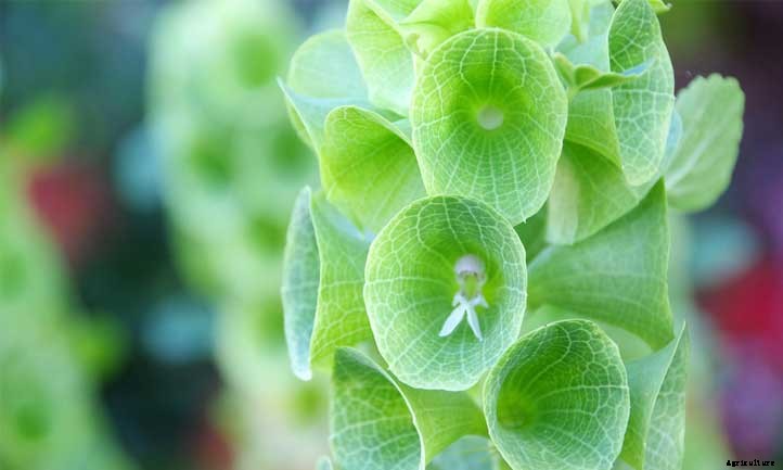Bells of Ireland Care: Growing Moluccella laevis