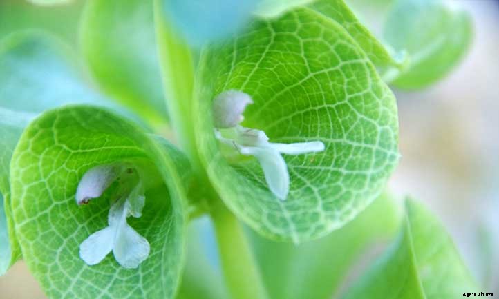 Bells of Ireland Care: Growing Moluccella laevis
