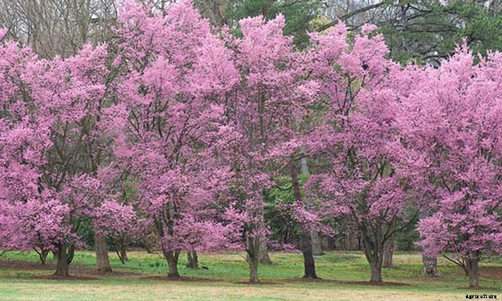 Okame Cherry Tree: A Fantastic Pink Flowering Cherry