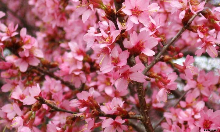 Okame Cherry Tree: A Fantastic Pink Flowering Cherry