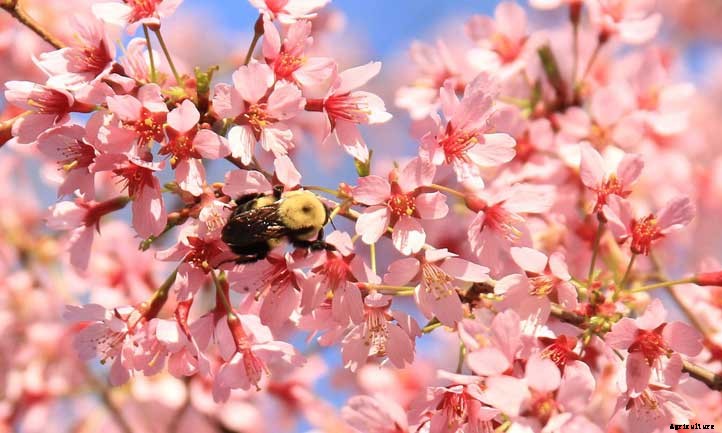 Okame Cherry Tree: A Fantastic Pink Flowering Cherry