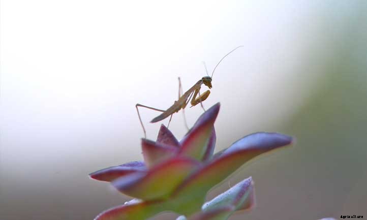 Crassula Perforata: The No-Sow String of Buttons