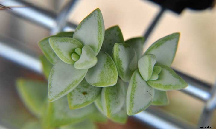 Crassula Perforata: The No-Sow String of Buttons