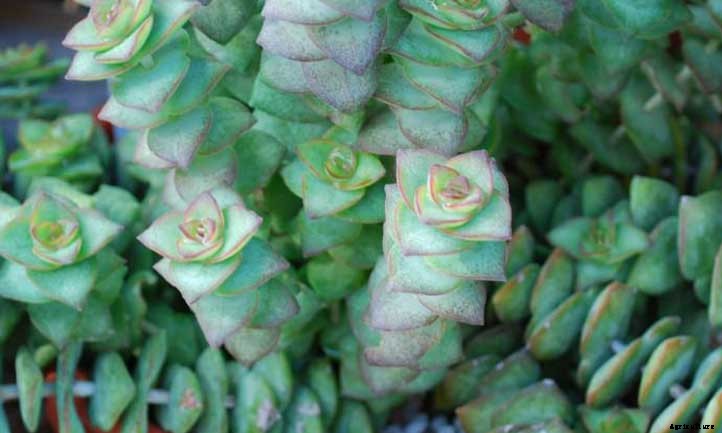 Crassula Perforata: The No-Sow String of Buttons