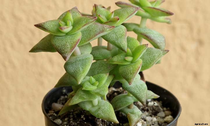 Crassula Perforata: The No-Sow String of Buttons