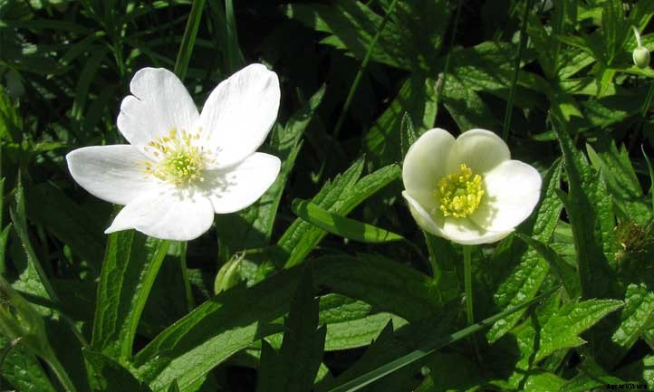 Anemone Canadensis: Growing Windflower Ground Cover