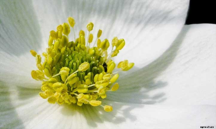 Anemone Canadensis: Growing Windflower Ground Cover