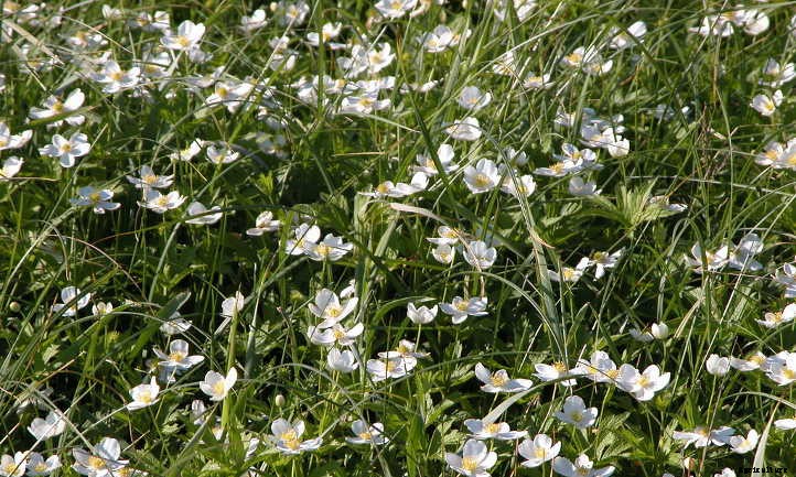 Anemone Canadensis: Growing Windflower Ground Cover