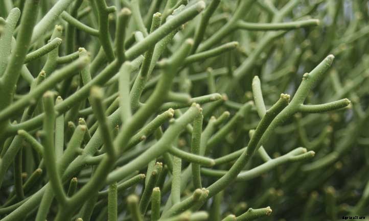 Pencil Cactus Care as a Houseplant or Garden Favorite