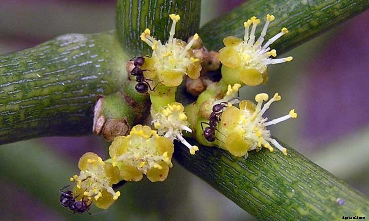 Pencil Cactus Care as a Houseplant or Garden Favorite