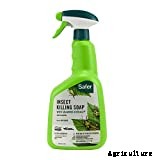 Opuntia Microdasys: The Peter Rabbit of Cacti