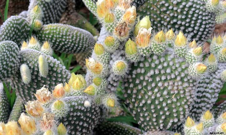 Opuntia Microdasys: The Peter Rabbit of Cacti