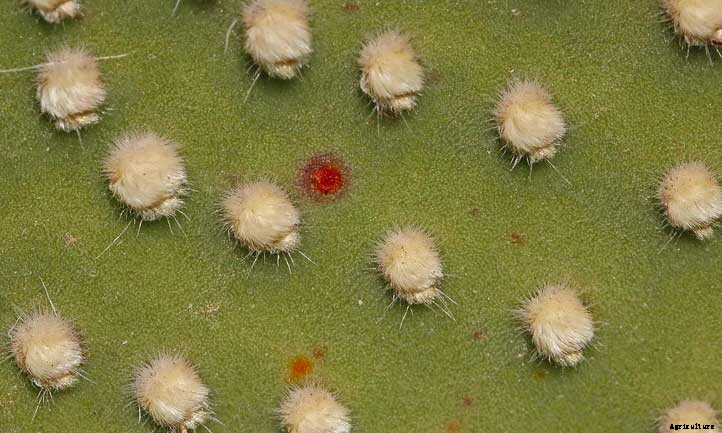 Opuntia Microdasys: The Peter Rabbit of Cacti