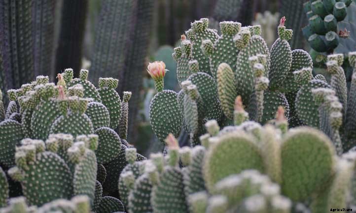 Opuntia Microdasys: The Peter Rabbit of Cacti