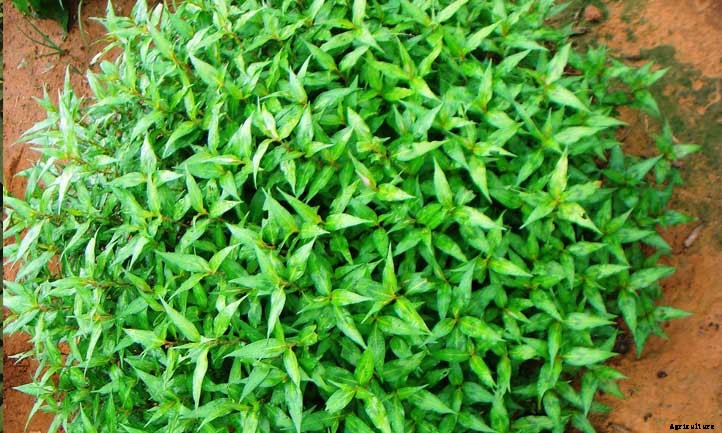 Vietnamese Coriander: Another Fantastic Cilantro Substitute