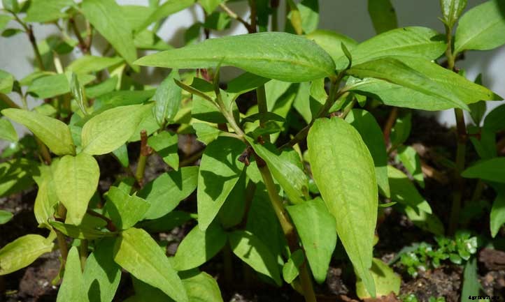 Vietnamese Coriander: Another Fantastic Cilantro Substitute