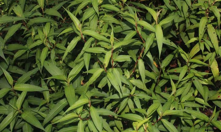 Vietnamese Coriander: Another Fantastic Cilantro Substitute