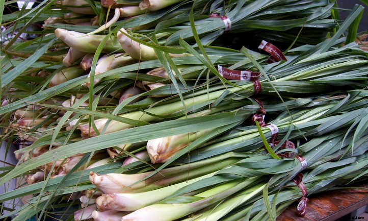 Lemongrass Plant: Bright Flavor & Ornamental Charm