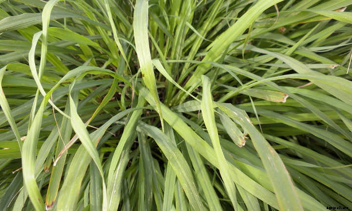 Lemongrass Plant: Bright Flavor & Ornamental Charm