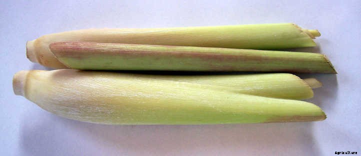 Lemongrass Plant: Bright Flavor & Ornamental Charm