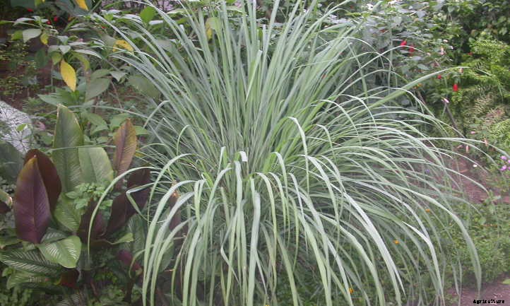Lemongrass Plant: Bright Flavor & Ornamental Charm